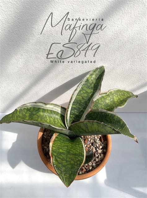 Sansevieria Mafinga Es White Variegated