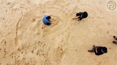 La Tartaruga Marina Liuto Depone Uova Sulla Spiaggia Di Phang Nga