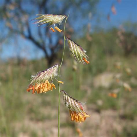 Navajita Morada Plantas Del Municipio De Coixtlahuaca Inaturalist