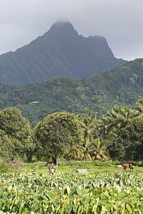 Images Of Rarotonga Cook Islands