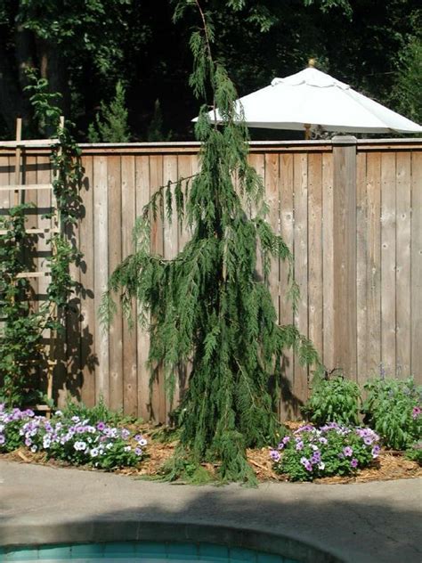 Photo Of The Entire Plant Of Weeping Alaska Cedar Xanthocyparis