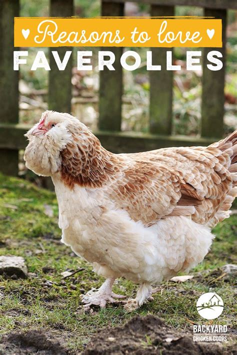 Isa Brown Chickens The Perfect Breed For Beginners A Comprehensive Guide Artofit