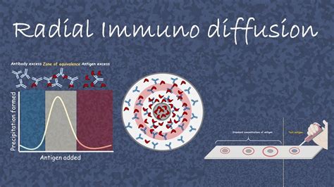 Radial Immuno Diffusion Youtube