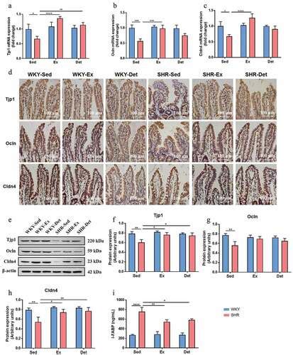 Full Article Antihypertensive Effects Of Exercise Involve Reshaping Of