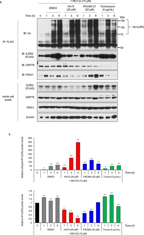 The Dissociation Of Grp From Ildr Affects Ildr Ubiquitination A