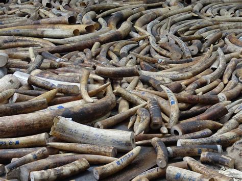 Southern Africa Holds The Rest Of Africa To Ransom Over Ivory Trade