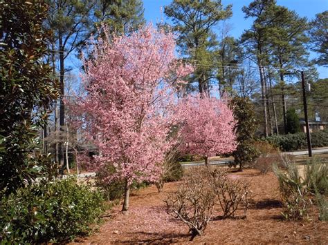 Geranium – Hardy Type | Walter Reeves: The Georgia Gardener