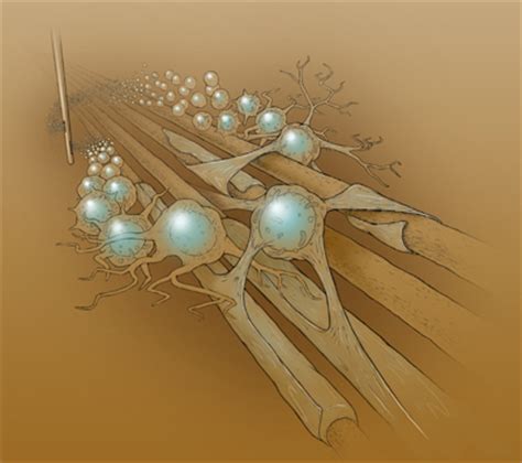 Transplanted Neural Stem Cells Produced Myelin UCSF Study Shows UC