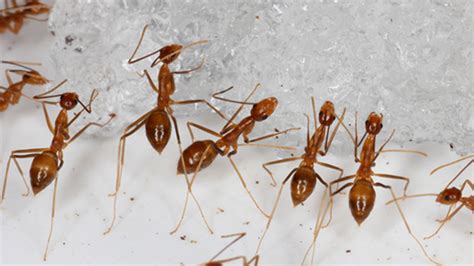 The Number Of Ants On Earth Is About 1 Trillion — Times 20 Study Finds