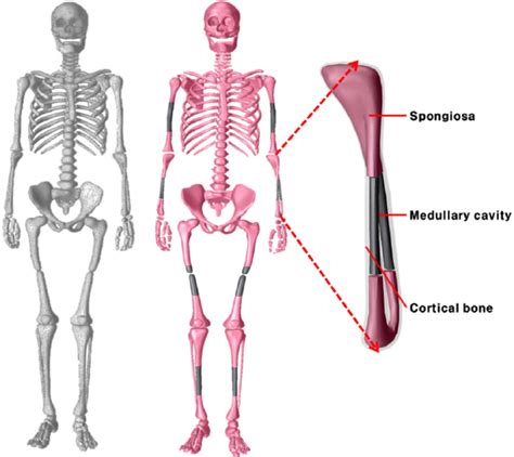 Skeletal System Of The Icrp Polygon Surface Phantom Exterior Shape Download Scientific Diagram