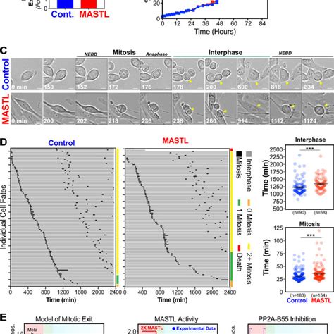 Mastl Causes Mitotic Defects By Delaying Cell Cycle Progression A