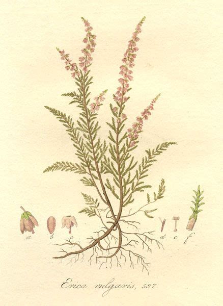 9 Calluna Vulgaris Ideas Heather Flower Botanical Drawings Scottish