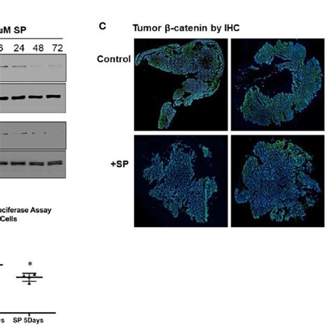 Sp Decreases B Catenin Expression In Vivo And Ex Vivo A Western Blot Download Scientific