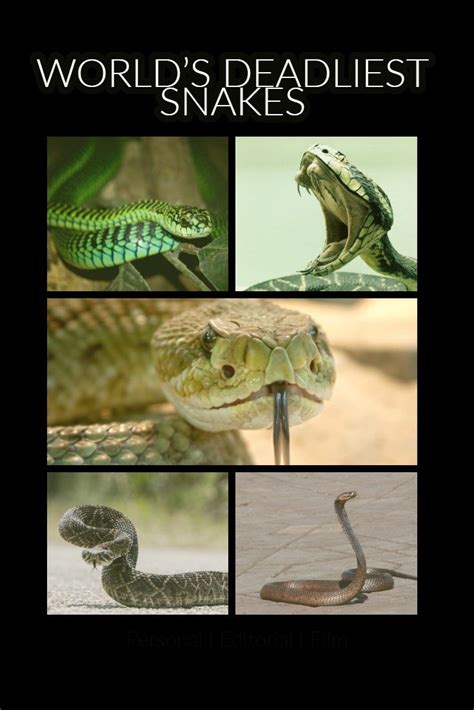 29 Top 10 Deadliest Snakes In The World Ideas In 2021