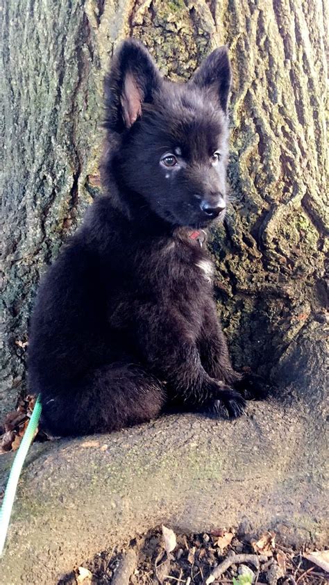 7 Week Old Solid Black German Shepherd Puppy— Mr Mac Theanimanimac