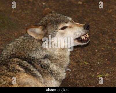 Timber Wolf snarling Stock Photo - Alamy