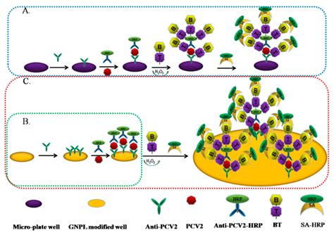 Molecules Free Full Text Highly Sensitive Detection Of Pcv2 Based On Tyramide Signals And