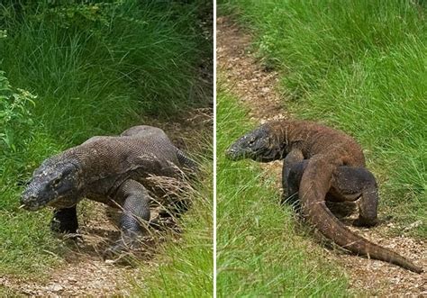 Faizal R: Gambar-gambar biawak komodo yang comel