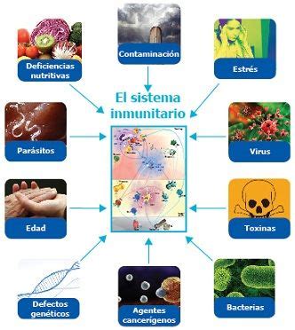 Factores Que Debilitan El Sistema Inmune Sistema Inmunitario