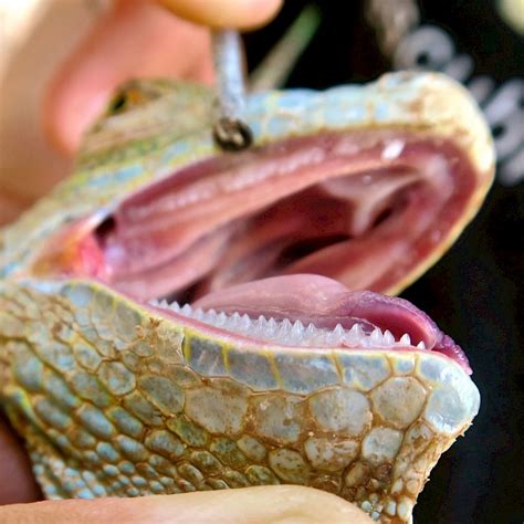 Iguana Teeth