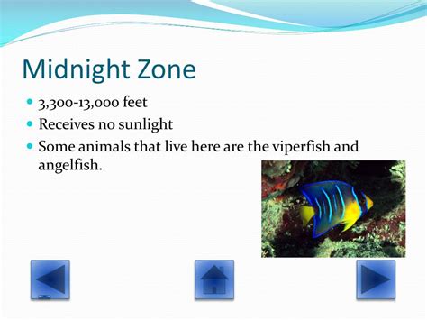 Ppt Zones Of The Ocean Powerpoint Presentation Free Download Id