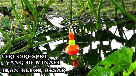 Nemu Spot Seperti Ini Ternyata Ikan Betok Nya Super Besar Semau AN