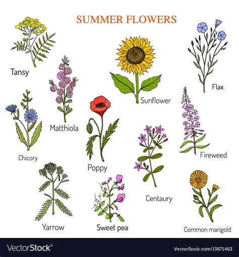 Summer flowers set Royalty Free Vector Image - VectorStock