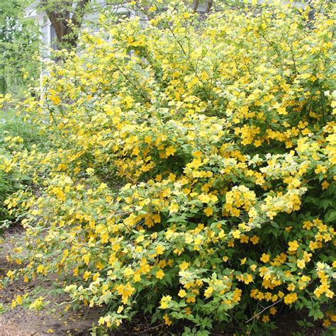 Kerria Japonica Golden Guinea Large Flowering Japanese Kerria Pot