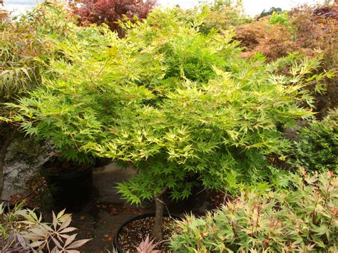 Acer Palmatum Elmwood Specimen Conifer Kingdom