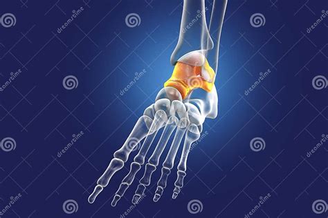 Human Foot Anatomy Talus Bone Of The Foot Stock Illustration