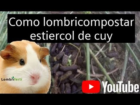 Como Alimentar A La Lombriz Con Esti Rcol De Cuy Cuy Cobaya