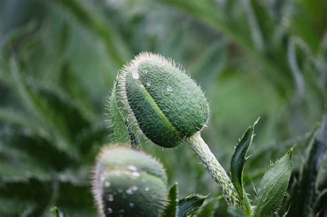 Poppy Seed Capsule Waterdrop Wet Free Photo On Pixabay Pixabay