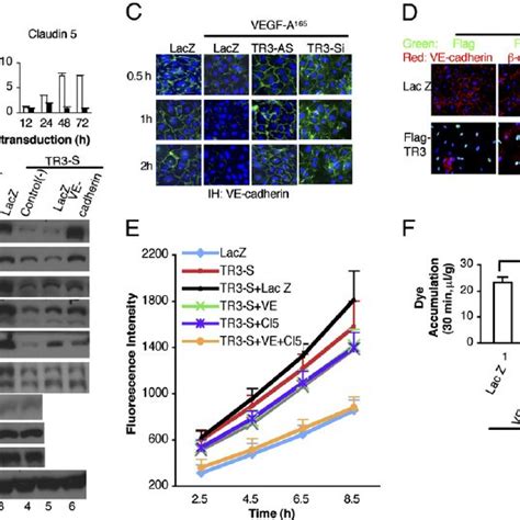 Tr Regulates Enos And Ve Cadherin Mrna Stability Huvec Transduced