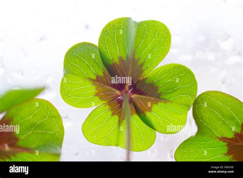 Vierblättrige blume Fotos und Bildmaterial in hoher Auflösung Alamy