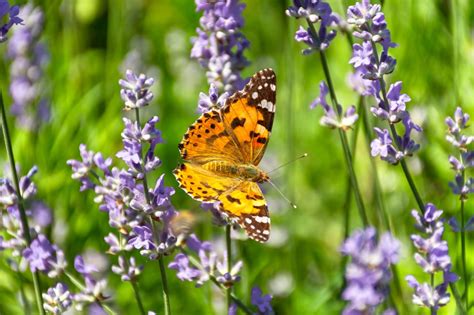 Maak Van Je Tuin Een Vlinderparadijs Avri Bloem En Tuincentrum