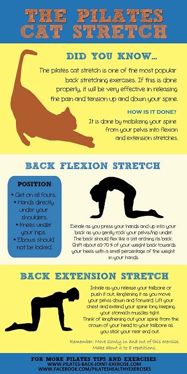 Cat Stretch Pilates Exercise Benefits