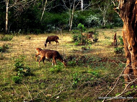 AT NAGARHOLE NATIONAL PARK - India Travel Forum | IndiaMike.com