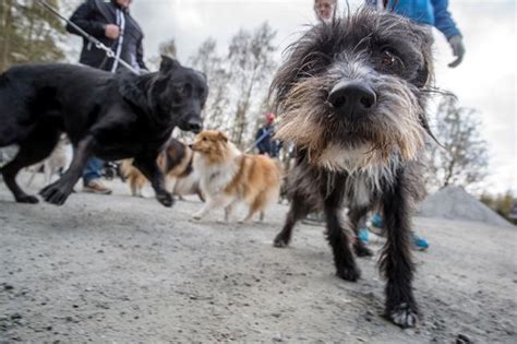 Promenad F R Heml Sa Hundar Minibladet Sydsvenskan