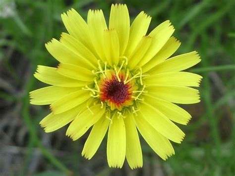 30 Mojave Desert Wildflowers Malacothrix Glabrata Wild Flowers