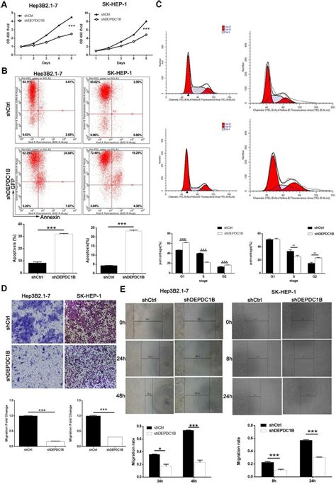 Depdc B Knockdown Inhibited Hcc Cell Progression In Vivo A The