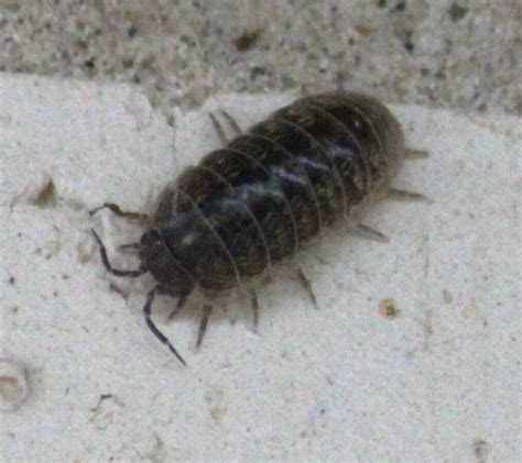 Common Pill Woodlouse From South Side Corpus Christi TX USA On