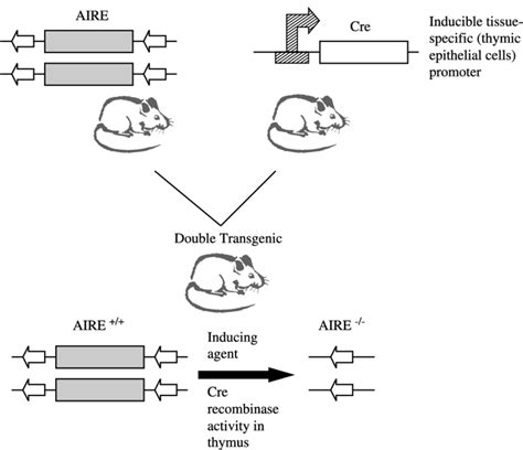 Strategy To Temporally Regulate Aire Deletion Using Transgenic Mice