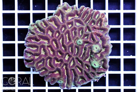 Platygyra Sp Orange Eyes Coral Zone