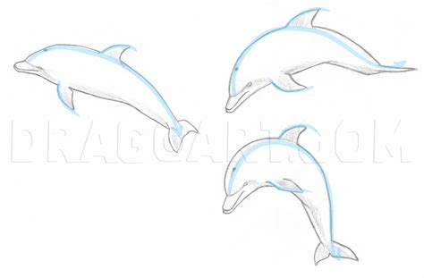 How To Draw A Dolphin Step-by-step - Draw easy