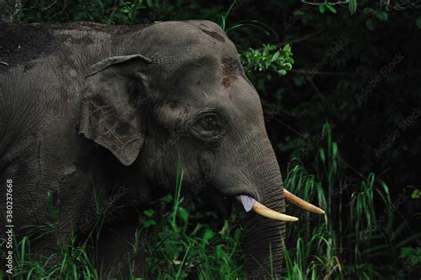 Thai elephant Stock Photo | Adobe Stock