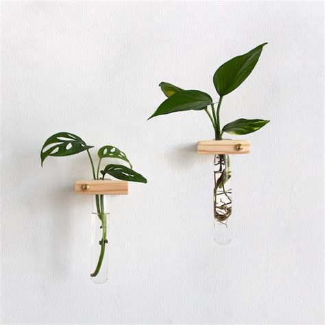 Glass Tube Propagation Wall Mount Etsy