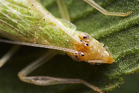 Snowy Tree Cricket Oecanthus Fultoni Bugguide