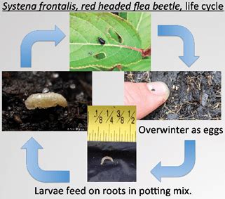 Flea Beetles Life Cycle