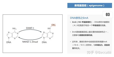 表观组学 甲基化分析 知乎