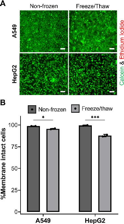 Membrane Integrity Assessment Of Cryopreserved Cell Monolayers A